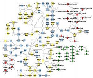 Shedding light on genetics of rice metabolism