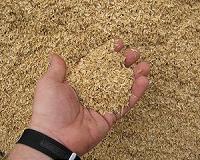 Japan to resume Fukushima rice exports