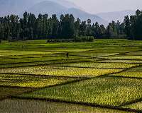 The fingerprints of paddy rice in atmospheric methane concentration dynamics