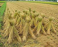 China's Avant-Garde Agrarian Policies Provide Fresh Impetus To Its Biofuel Market