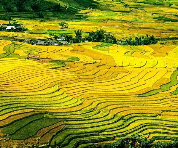 A new light in rice flowering