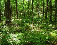European earthworms decrease species diversity in North America