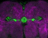 A backup copy in the central brain