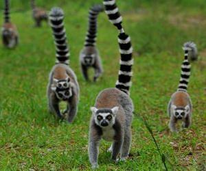 Social network size predicts social cognitive skills in primates