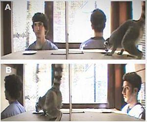Social animals have more social smarts