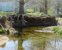 Submerged trees reduce global warming