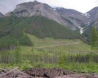 Canadian forestry firm sues over environmental audit