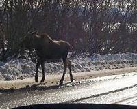 Hungry moose are more tolerant of wolves