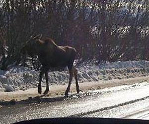 Of moose and men