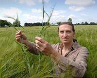 Crops evolving 10 millennia before experts thought