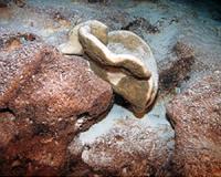Evolution: Rock sponges split up
