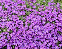Protein's on-off switch dictates flowering in plants