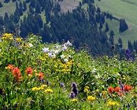 Rocky Mountain wildflower season lengthens by more than a month