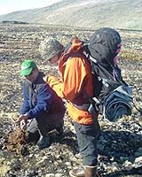 Warming Could Free Far More Carbon From High Arctic Soil