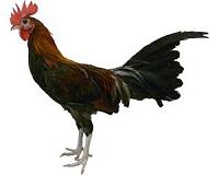 Fearless fowl grow and lay better