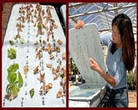 Scientists Seek Useful Traits In Wild Cottons