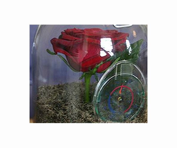 Stop and smell the metaverse roses: Virtual world on display at CES