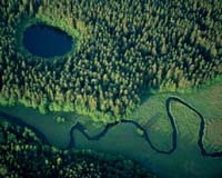 Poland Threatens Fragile Forest Despite EU Warning