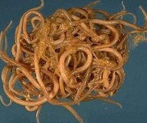 New drug targets revealed from giant parasitic worm genome sequence