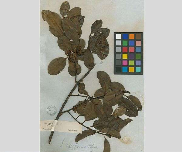Scientists rediscover small Brazil tree, 185 years on