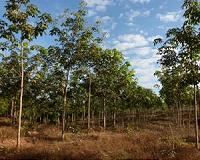 Cameroon must halt rubber plantation project: Greenpeace