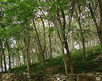 Rubber plantations could have 'devastating' impact in Asia