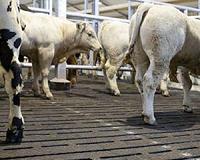Planet-warming methane from livestock underestimated: study