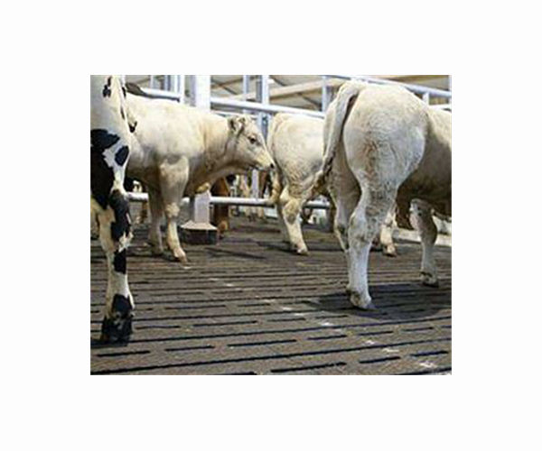Floating Dutch cow farm aims to curb climate impact