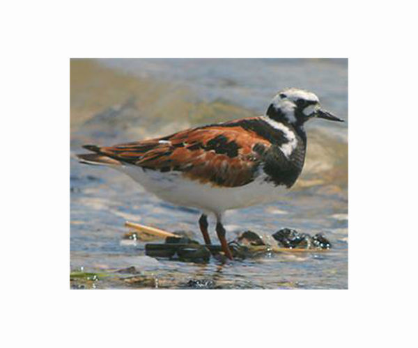 2TK, Canada's migratory bird that fell for Uruguayan resort