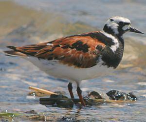 Climate change could increase levels of avian influenza in wild birds