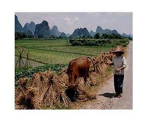 China detains 900 over toxic meat scandal: official