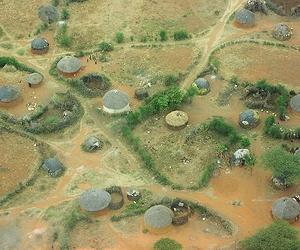Antimalarial trees in East Africa threatened with extinction