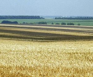 World Grain Production Down, But Recovering