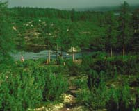 Climate deal must take Russian forests into account: Putin