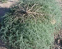 Tumbleweeds Good For Uranium Clean-Up