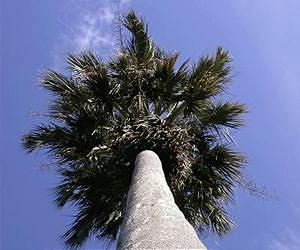 Do palm trees hold the key to immortality?