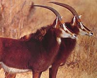 Trophy Hunting Buoyant Industry For Namibia