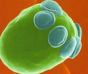 Natural Selection More Powerful Than Thought