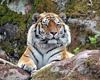 Tiger killing show for Chinese rich and powerful: report