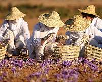 Red gold: Afghanistan saffron production grows