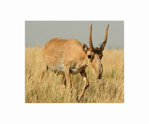 Kazakhstan to allow hunting once endangered antelopes