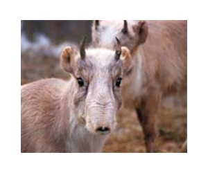 Hundreds of endangered antelopes die in Kazakhstan