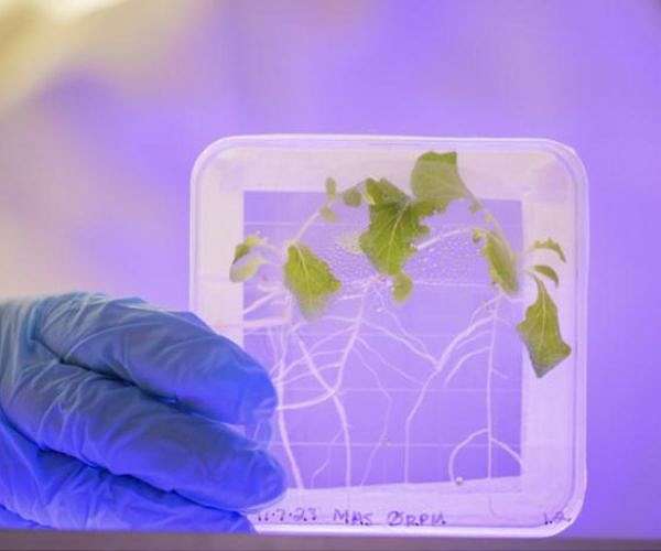 Salad in space? New study says it's not a healthy choice