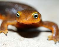Amphibians In Losing Race With Environmental Change
