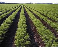 The world's nitrogen fixation, explained