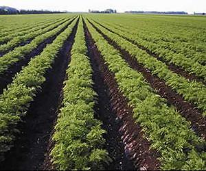 Study recommends strategies for improved management of fresh market spinach