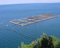 Chile vaccinates salmon against deadly virus