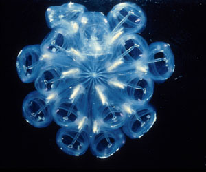 WHOI Study Sheds Light on Tunicate Evolution