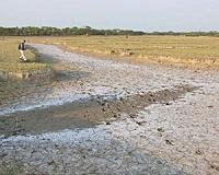 World losing 2,000 hectares of farm soil daily to salt damage