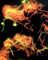 NASA Scientist Discovers New Species Of Organism In Mars-Like Environment